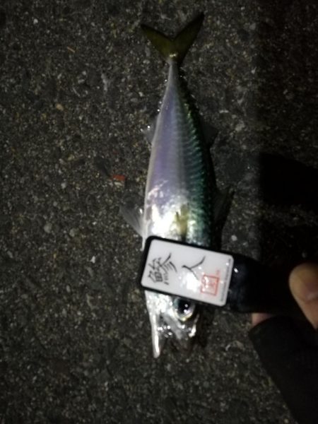 （2020/11/27 南港アジング　 風の中釣果！アジング釣果 中アジ～（24㎝～）サバ　ガシラ 釣果有り）