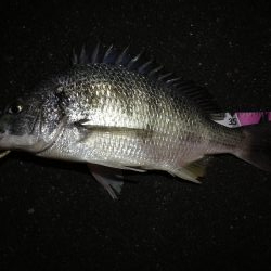 (2020/11/28 南港ヘチ釣り 真チヌ33㎝ キビレチヌ45.5㎝ 釣果有り)