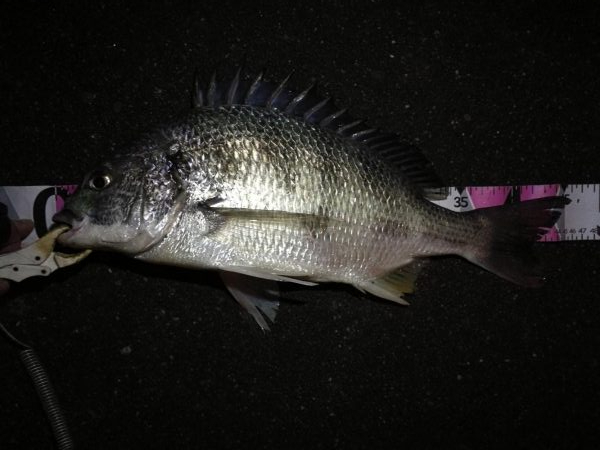 (2020/11/28 南港ヘチ釣り 真チヌ33㎝ キビレチヌ45.5㎝ 釣果有り)