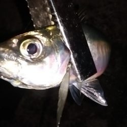 尺まじりでデブ鰺をサビキで満喫したのだ