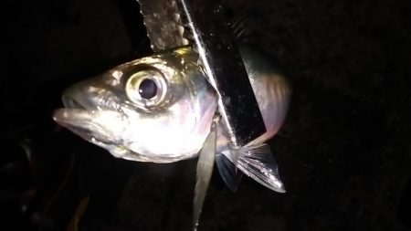 尺まじりでデブ鰺をサビキで満喫したのだ