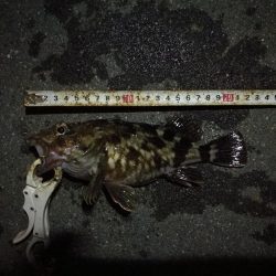 （2020/11/29 ガシラ好調！南港ヘチ釣り　 ガシラ24㎝～ キビレチヌ 釣果有り）