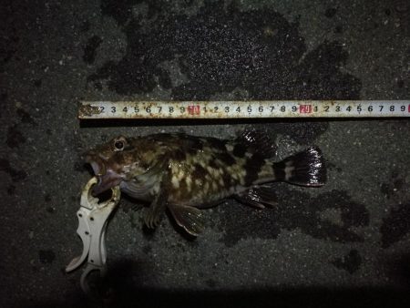 （2020/11/29 ガシラ好調！南港ヘチ釣り　 ガシラ24㎝～ キビレチヌ 釣果有り）