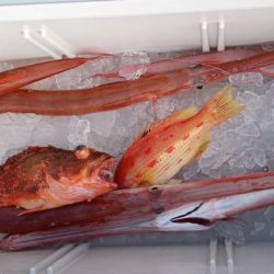 康仁丸・ジギング釣り果