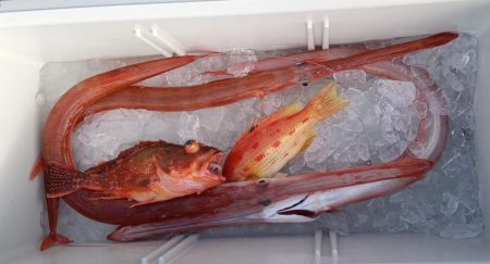 康仁丸・ジギング釣り果