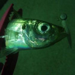 釣りデビュー　10日目