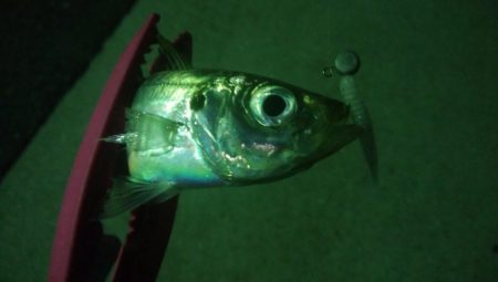 釣りデビュー　10日目