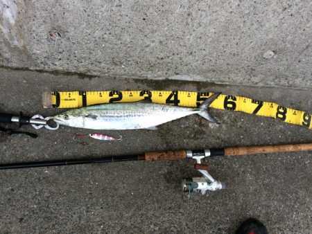 早朝のプチsalt water game！