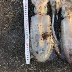 2020 佐渡ヶ島エギング 40回目