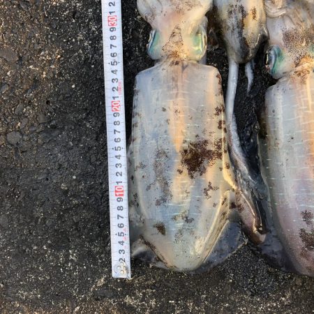 2020 佐渡ヶ島エギング 40回目