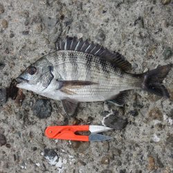 最後にようやくハネ