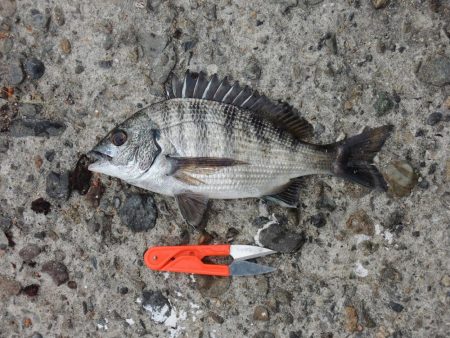 最後にようやくハネ