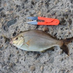 ハネの代わりにアコウ