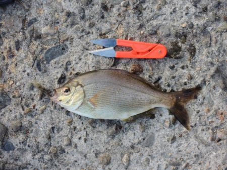 ハネの代わりにアコウ