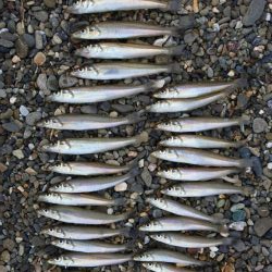 落ちギス釣り 小型ばかり