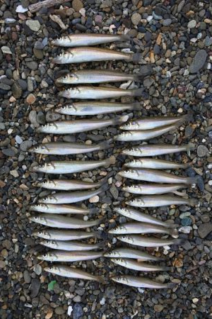 落ちギス釣り 小型ばかり