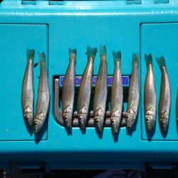 落ちギス釣り 強風で退散