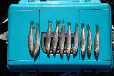 落ちギス釣り 強風で退散