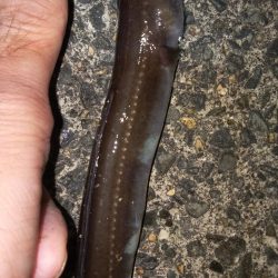 いつものガシラ釣り