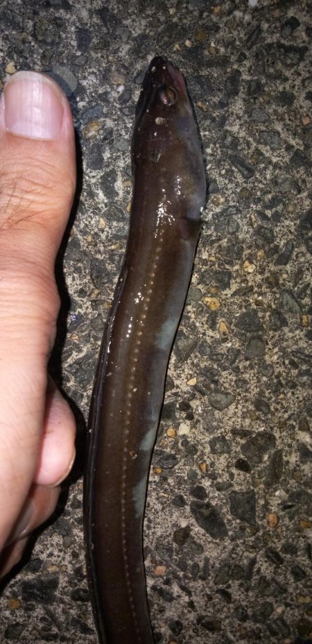 いつものガシラ釣り