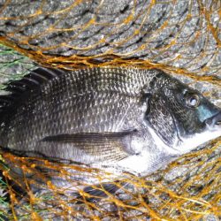 ナイトヘチ釣り