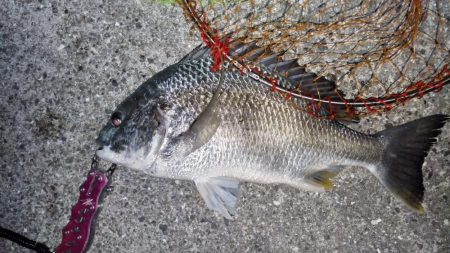 チヌは小さいが、キビレは元気!