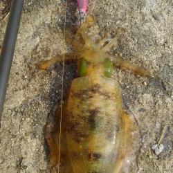 ラッキーなのか❓