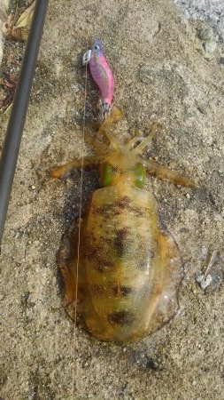 ラッキーなのか❓