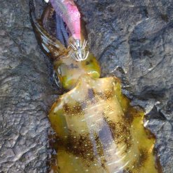 ジギルとハイド？