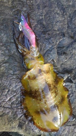 ジギルとハイド？