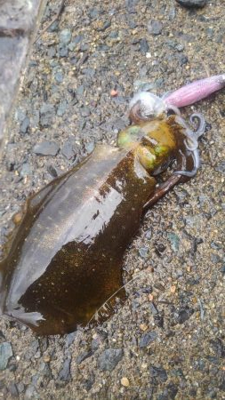 雨降りエギング‼࿠…