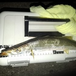 (尺アジ)フロートゲーム