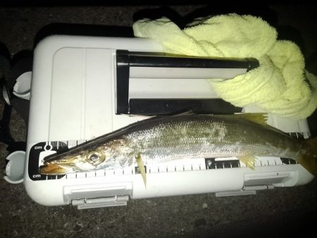 (尺アジ)フロートゲーム