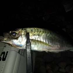 (尺アジ)フロートゲーム