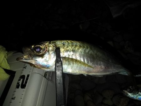 (尺アジ)フロートゲーム