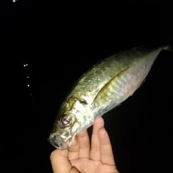 (尺アジ)フロートゲーム