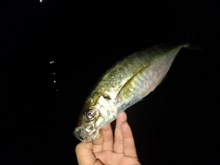 (尺アジ)フロートゲーム