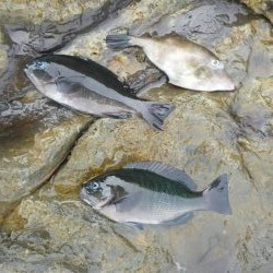 磯にグレを狙って