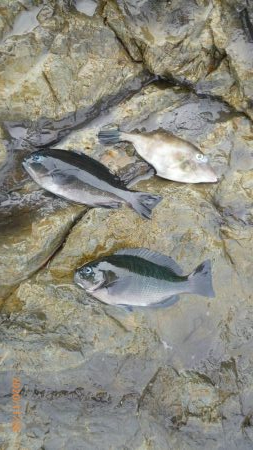 磯にグレを狙って