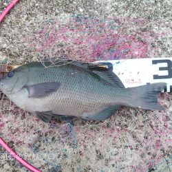 渋い中から28cm！