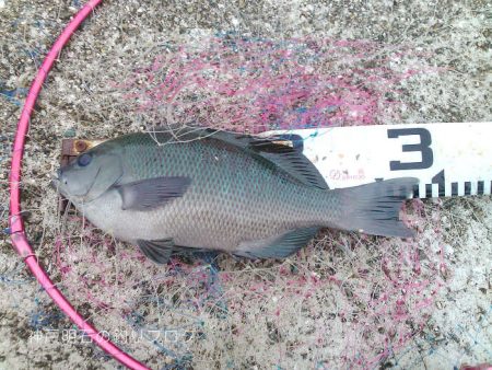 渋い中から28cm！