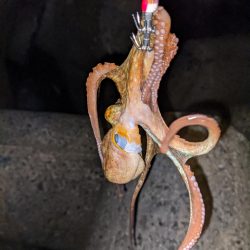 イカがいない！