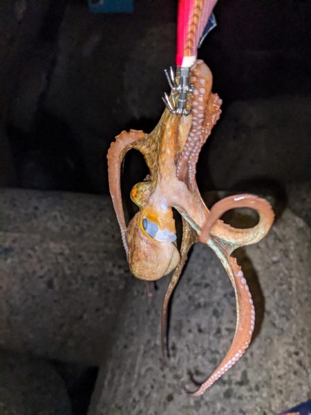 イカがいない！