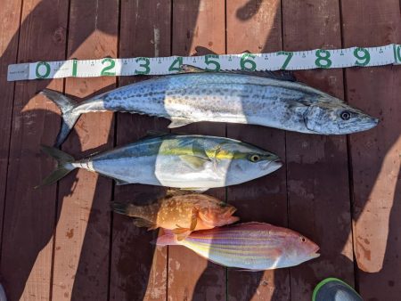 爆風スランプ荒れちゃん