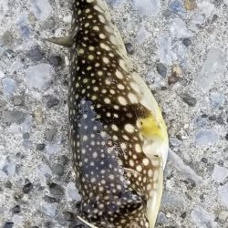 久しぶりの陸っぱりです