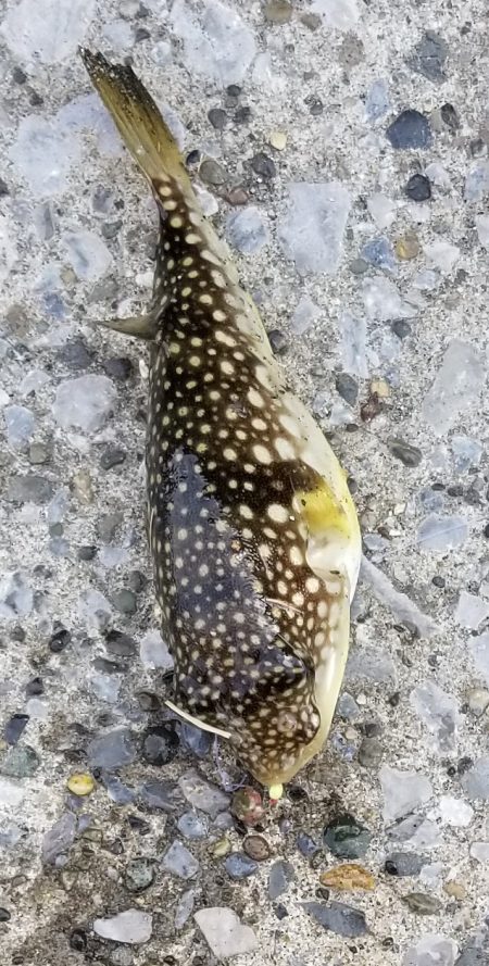 久しぶりの陸っぱりです