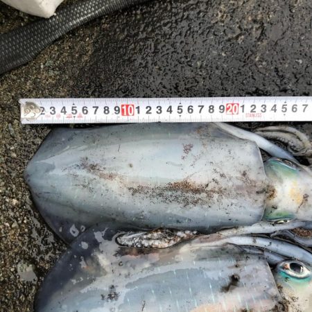 2020 佐渡ヶ島エギング 39回目