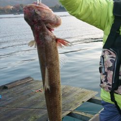 サゴシとエソ。筏でショアジギテンヤウキサビキ何でも