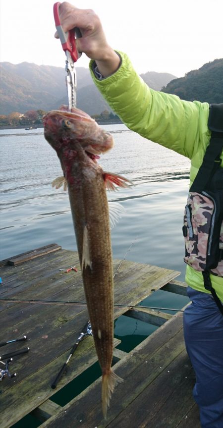 サゴシとエソ。筏でショアジギテンヤウキサビキ何でも
