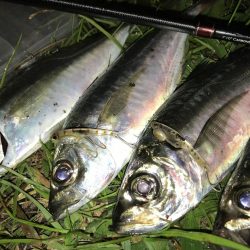 最近、アジが好調な南港へ